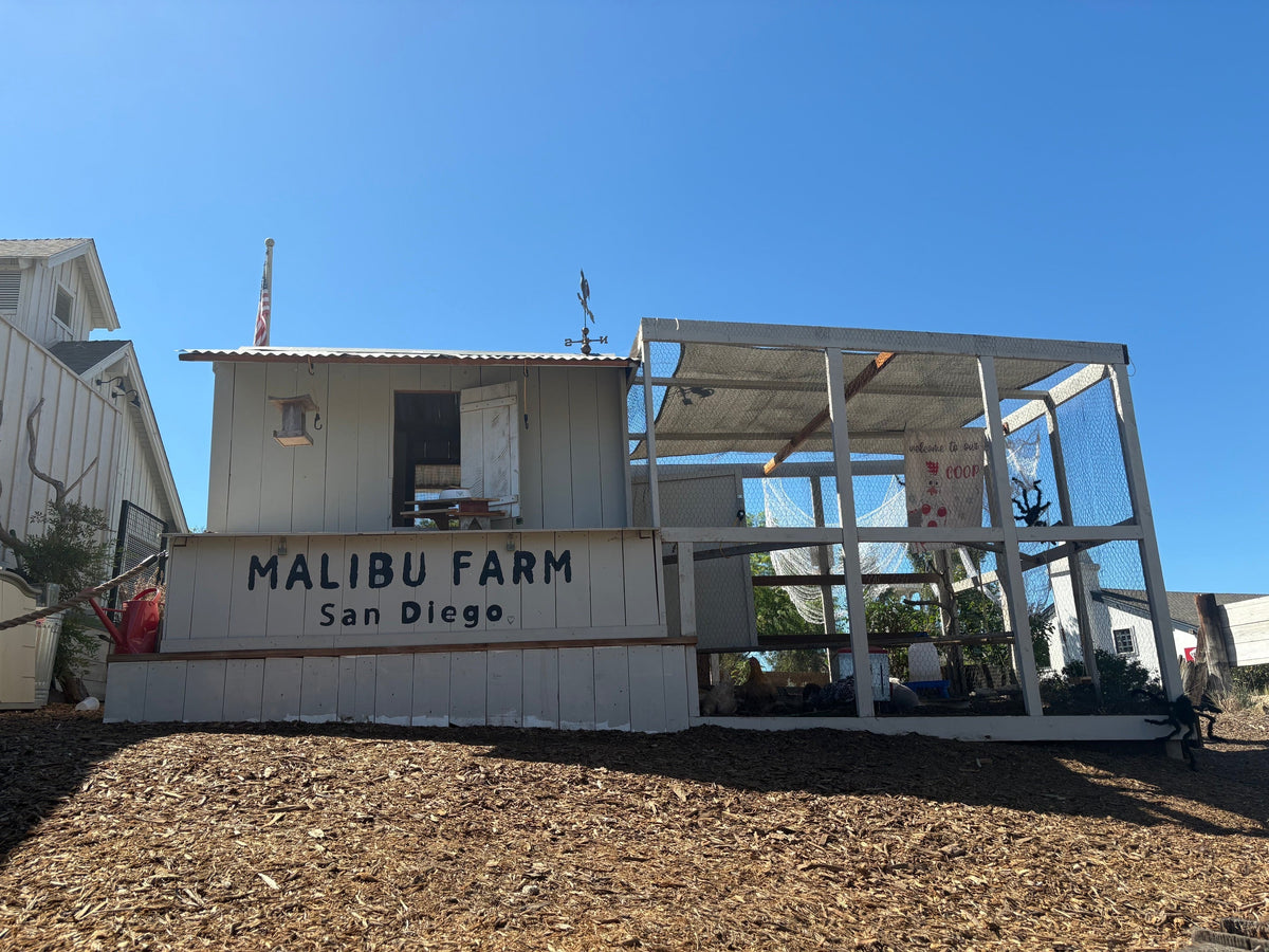 San Diego Strolls: The Chickens of Seaport Village