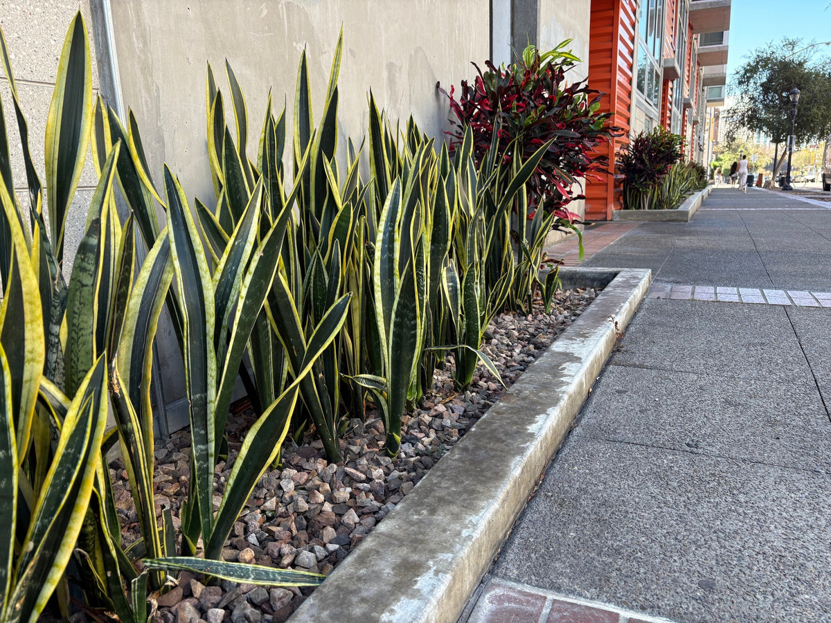 San Diego Strolls: In Praise of Planters and Patio Plants