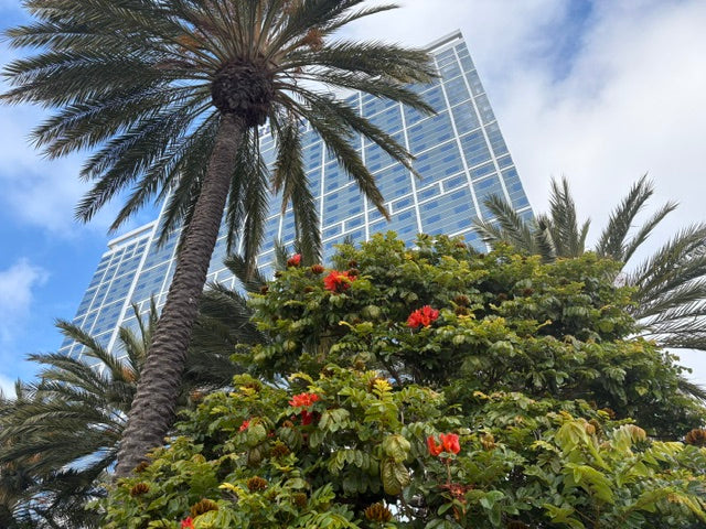 San Diego Strolls: Name that Palm