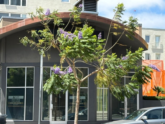 San Diego Strolls: Jacaranda’s Purple Season